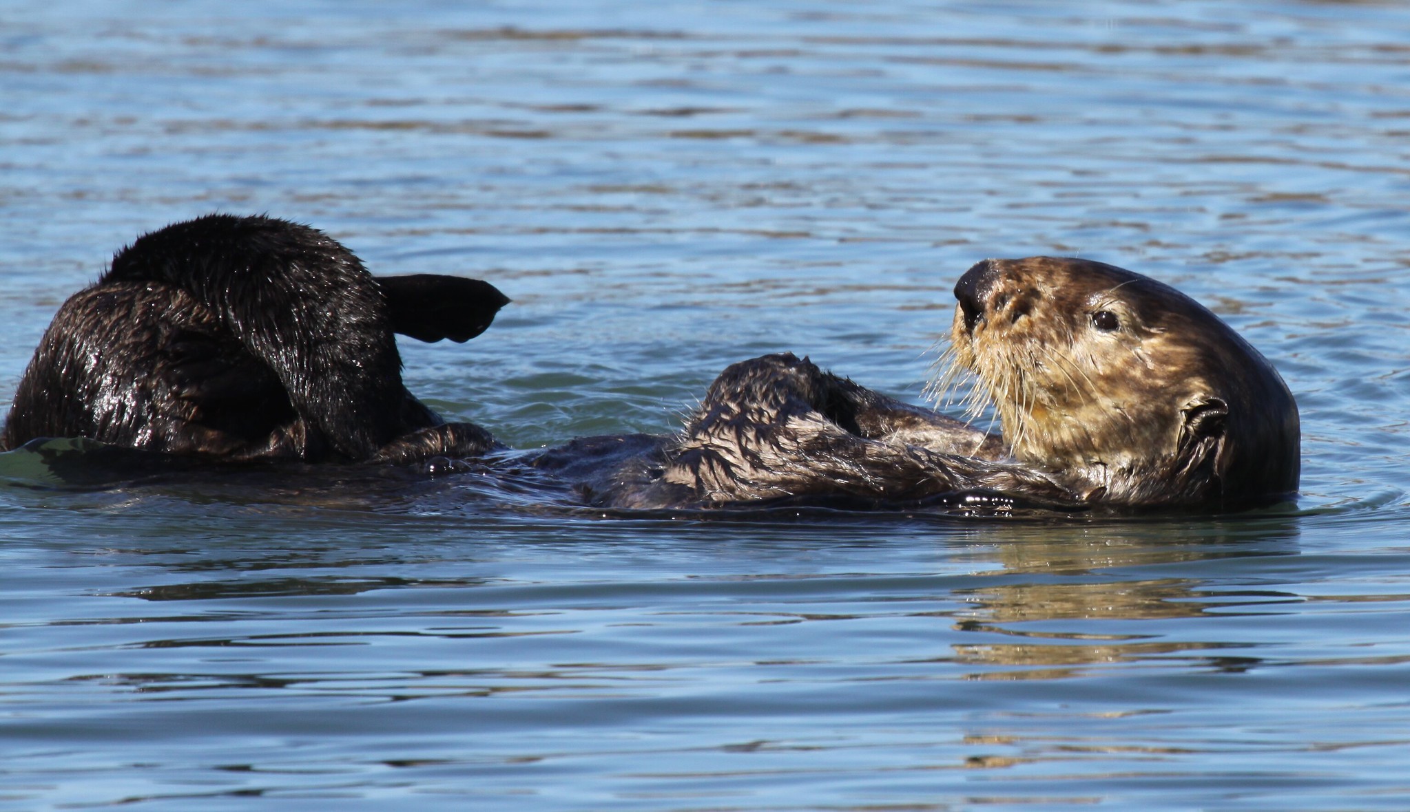 12 Facts About Otters for Sea .l - Life Begin