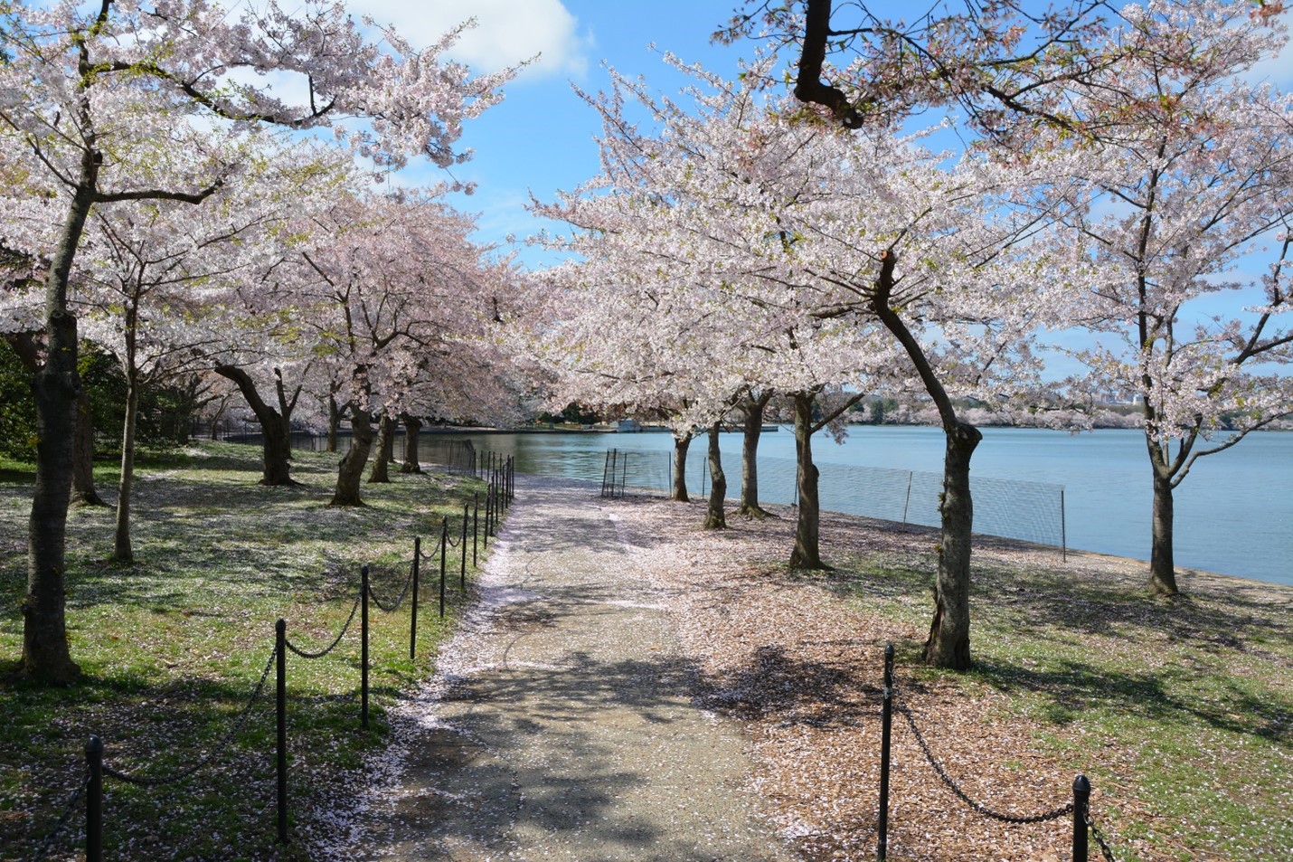 Pathway surrounded by cherry trees, near clear blue water.