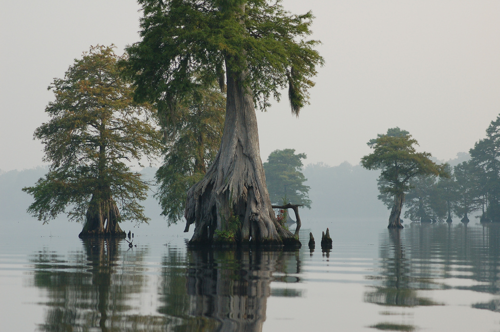 Cypress trees stand in still, shallow water at Great Dismal Swamp National Wildlife Refuge.