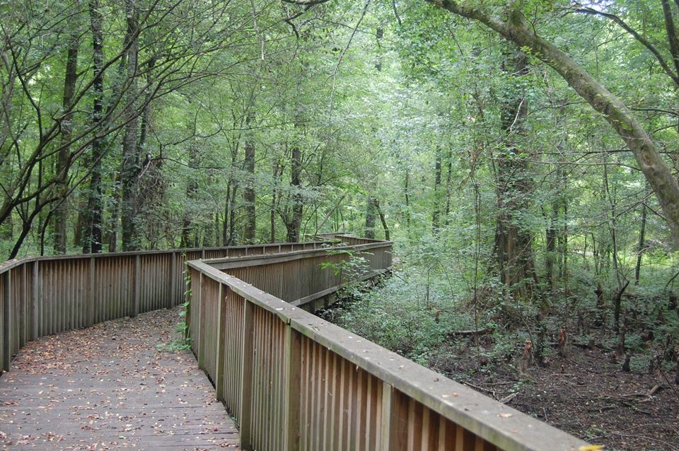 A wooden boardwalk with railing runs through a thick forest.
