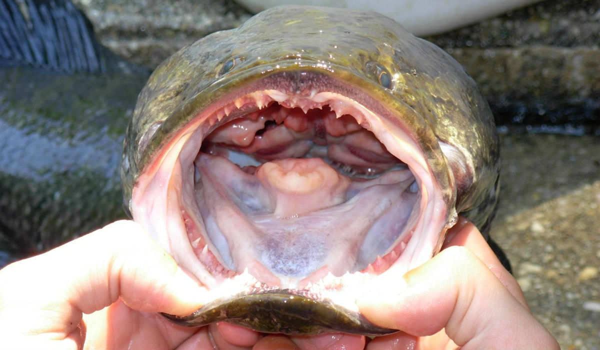 Fingers hold open the mouth of a sharp-toothed snakehead fish.