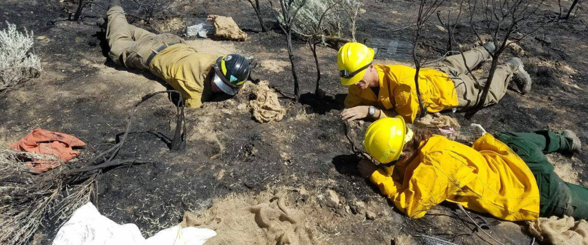 Three people (one, arm-deep in a burrow) search burrows for surviving pygmy rabbits.