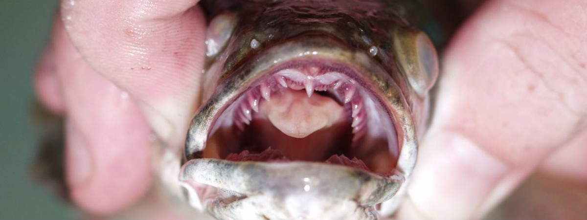 Fingers hold open the mouth of a tiny, but still razor-toothed snakehead fish.