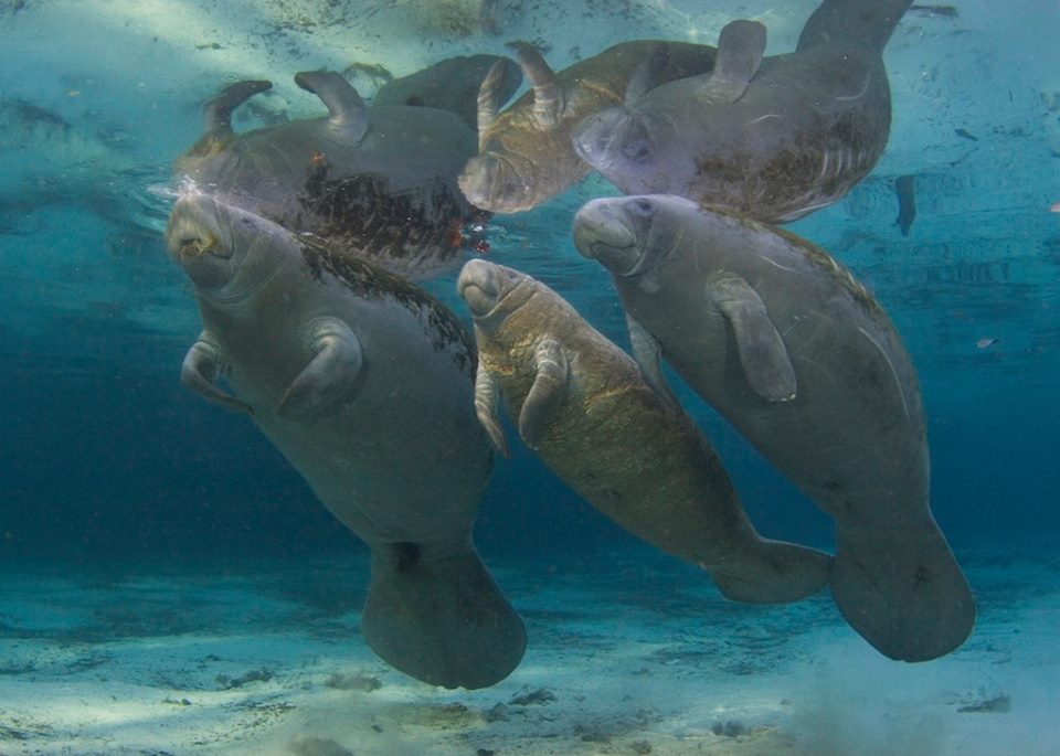 Manatee Reclassified from Endangered to Threatened as Habitat Improves