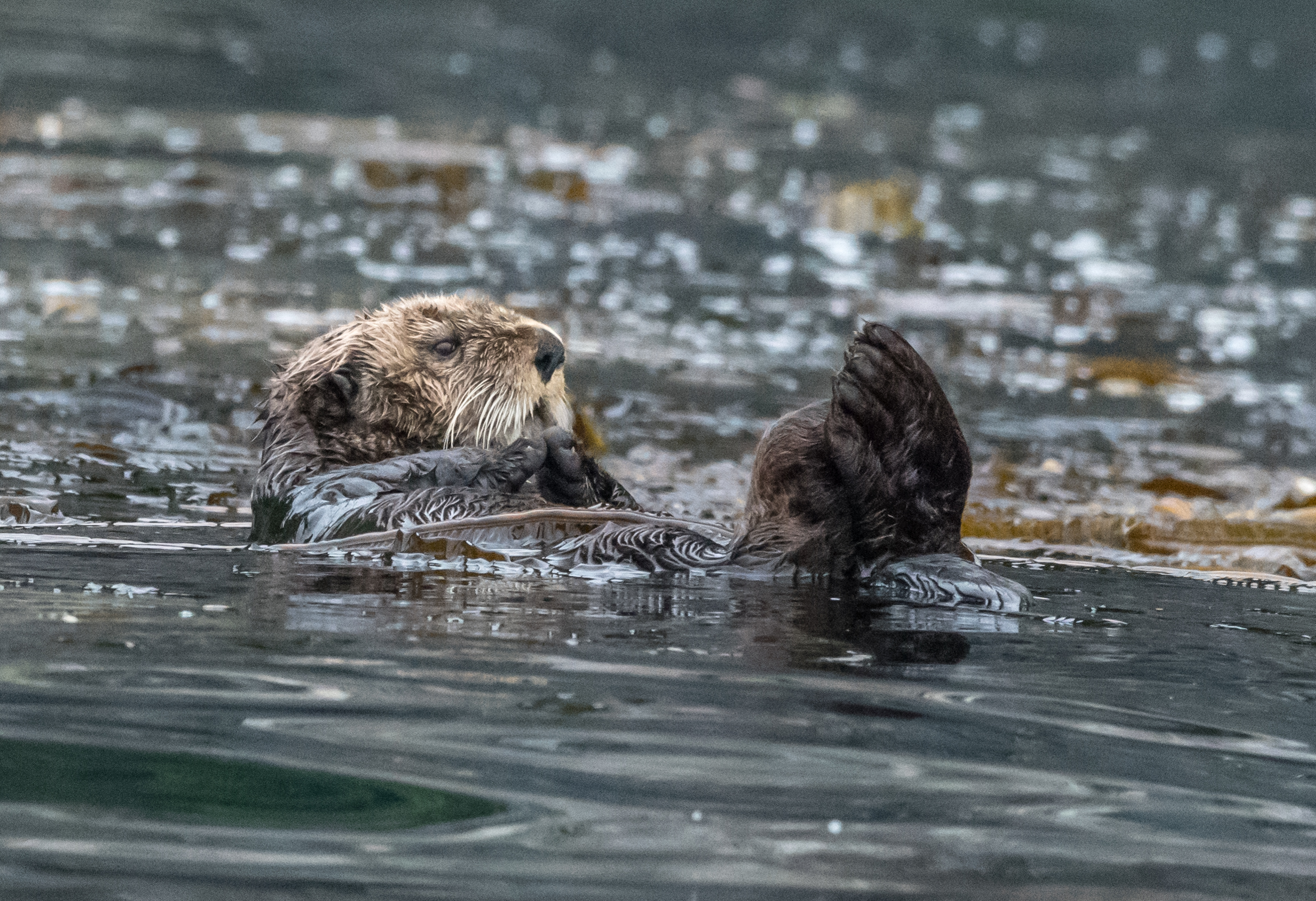 Photo by Bill Tucker (sharetheexperience.org). A sea otter floats in a bed of kelp in the water.