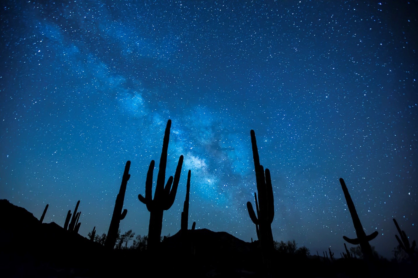 Starry skies and silhouettes of cacti at the Sonoran Desert National Monument. 
