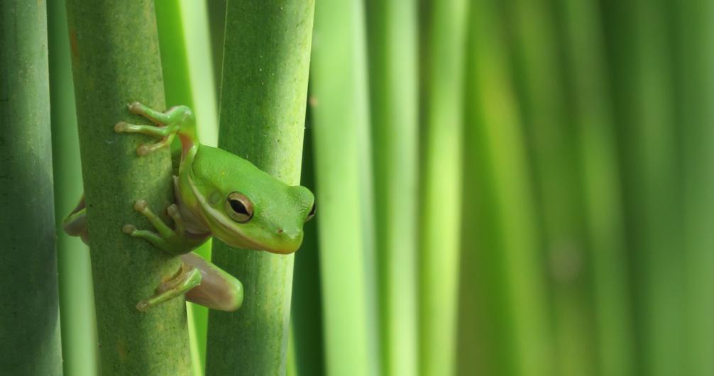 Grand Prize Winner - Craig McIntyre A small green tree frog clings to the stem of a green plant and looks towards the camera.