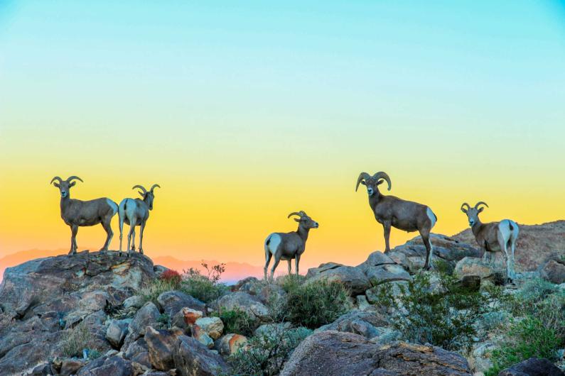 Five bighorn sheep standing on a hill top with the sun setting behind them.