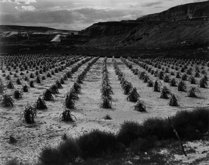 ansel adams the mural project Modern replicas are superb digital reproductions of ansel adams' original photographs, available in a variety of sizes to fit your specific needs these are the highest quality large format reproductions that can possibly be produced, and they look great in any setting. ansel adams the mural project Modern replicas are superb digital reproductions of ansel adams' original photographs, available in a variety of sizes to fit your specific needs these are the highest quality large format reproductions that can possibly be produced, and they look great in any setting.