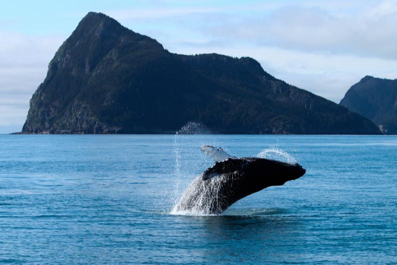 A humpback whale breaching in the water