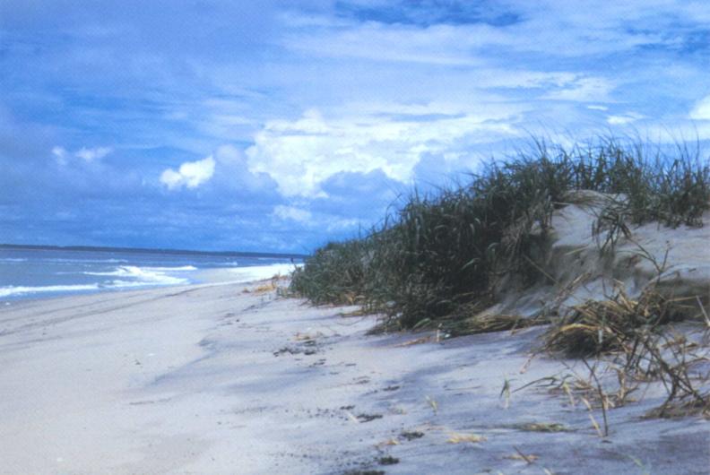 Assateague Island NS