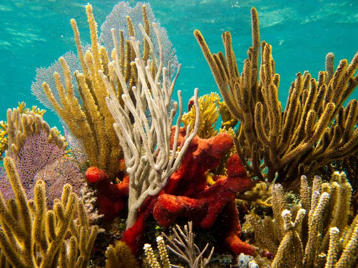 Corals in the ocean near Biscayne National Park