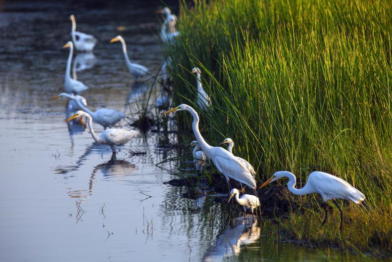 A group of egrets feed in the water next to green marsh grass