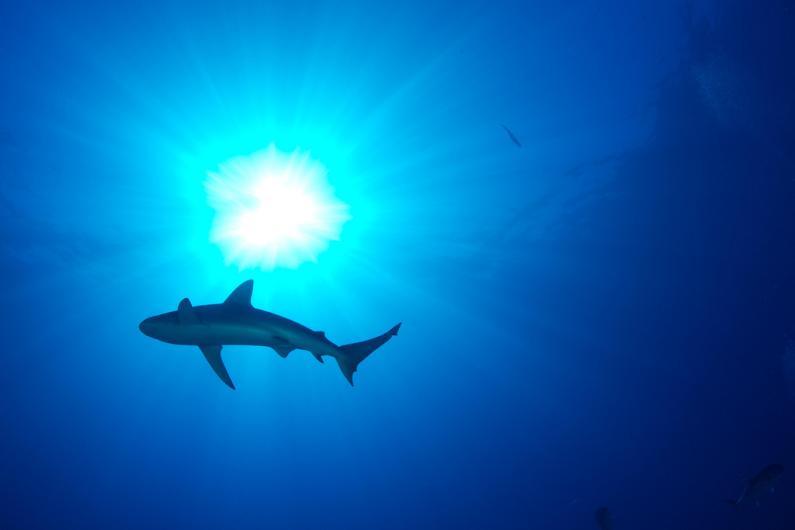 A shark swims in shallow water with sunlight around it