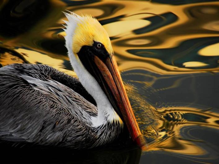 Pelican Island National Wildlife Refuge A close up shot of a brown pelican swimming in the water with reflections of golden light around it