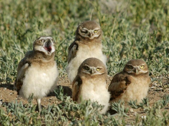 A group of four burrowing owls standing in the grass making strange faces