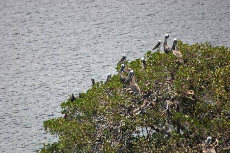 Pelicans at Sanibel Islands Wildlife Refuge