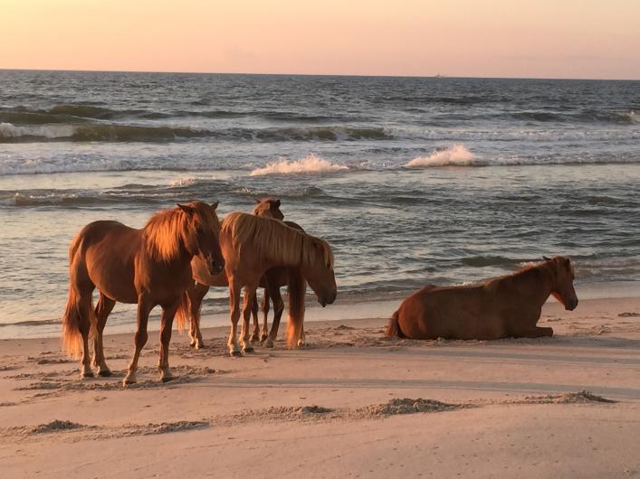 Three brown horses stand on a beach at sunset while another horse lays down in the sand.