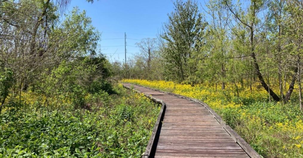 Bayou Sauvage Urban National Wildlife Refuge A wooden walkway meanders through a lush, green refuge