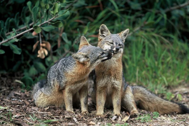 Channel Islands foxes Two foxes nuzzle each other while sitting in the grass.