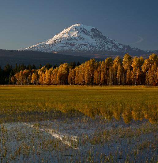 A snowcapped mountain rises beyond a forest of bright yellow trees.