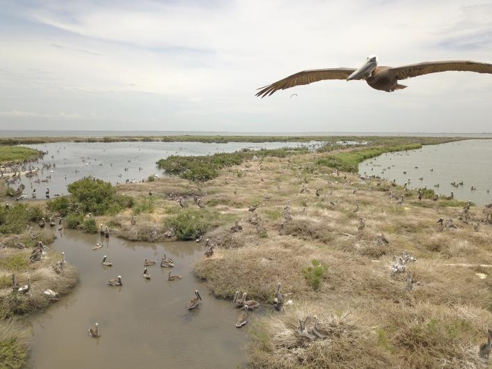 Brown pelican flying over Queen Bess Island. Brown pelican flying over Queen Bess Island.