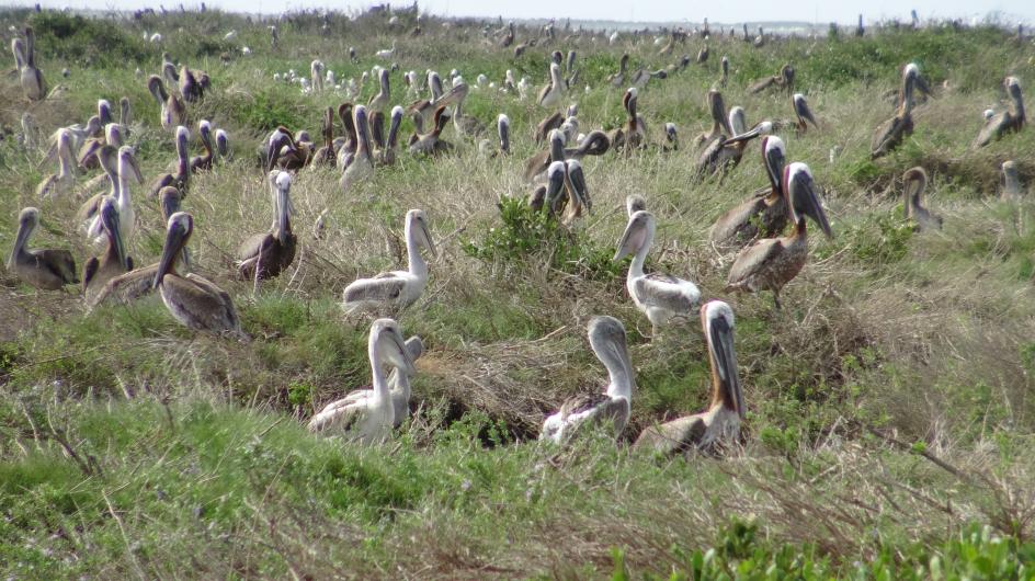 Nesting Brown pelicans on Queen Bess Island.