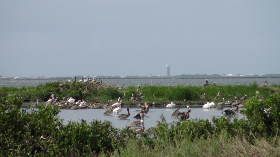 Adult and juvenile brown pelicans in pond on Queen Bess Island.