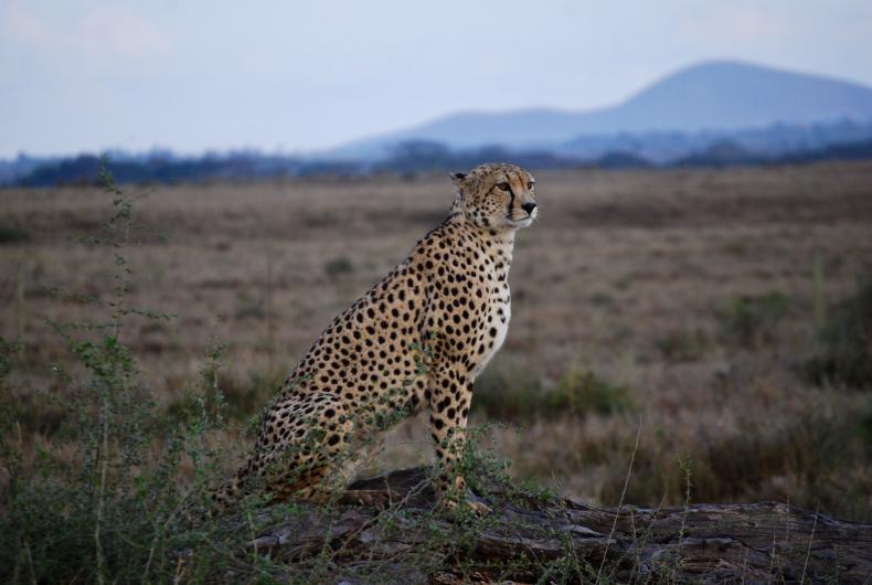 wildlife, landscape