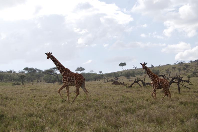 Kenya- Assessment of Needs for the Northern Rangelands Trust	