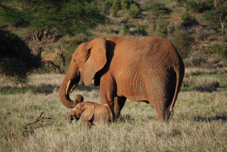 elephant and baby elephant walking around in the wild