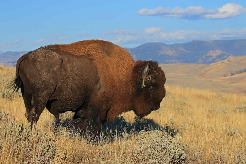 A big, brown shaggy bison standing on a hill in Yellowstone National Park.