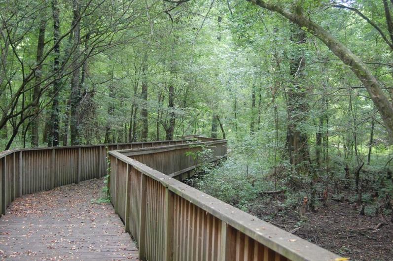 Holt Collier National Wildlife Refuge A wooden boardwalk with railing runs through a thick forest.