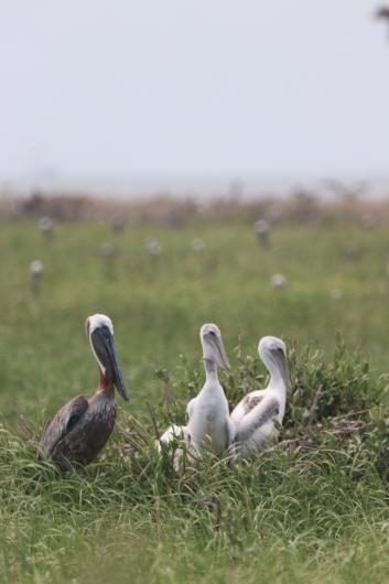 juvenile brown pelicans