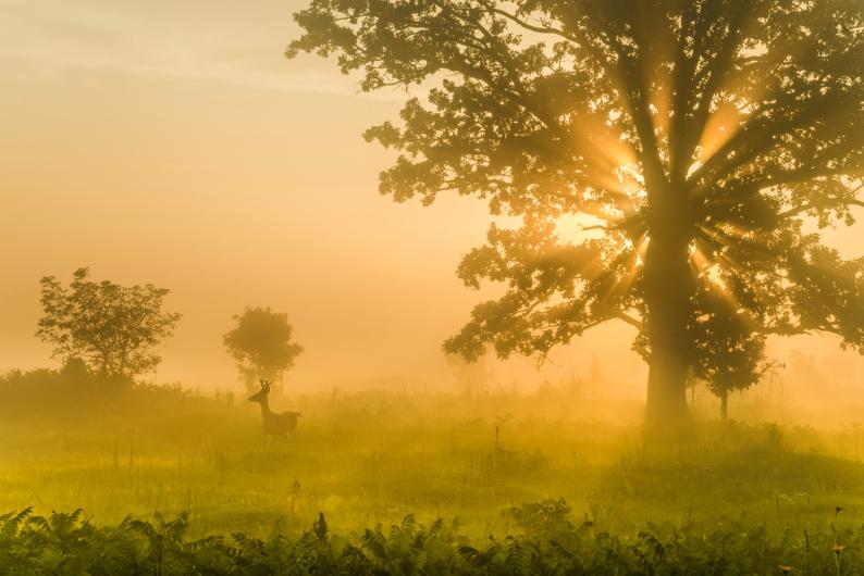Minnesota Valley National Wildlife Refuge A deer stands in tall grass by a large tree as sunlight streams through morning fog.