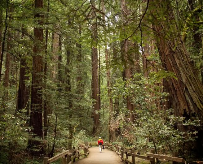 A woman in a red jacket walks down a running through a forest of massive, tall trees.