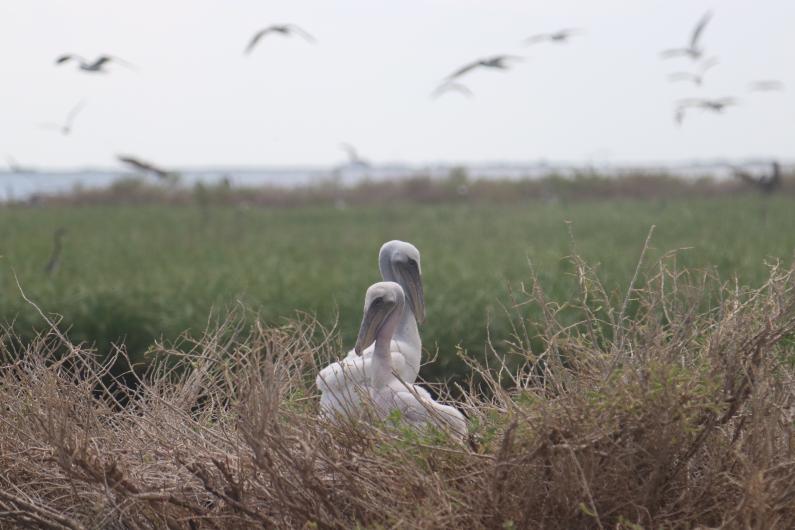 brown pelican chicks