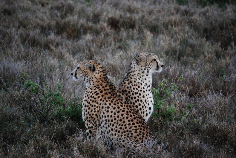 two cheetahs standing in the wild