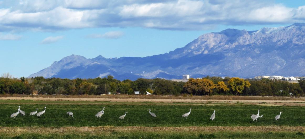 A line of white birds stand in a green field with a small city and mountains in the background.