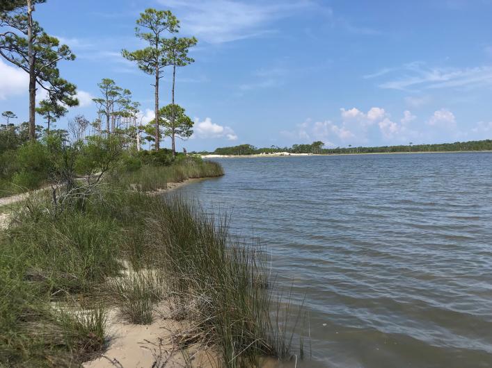 shoreline with native grasses