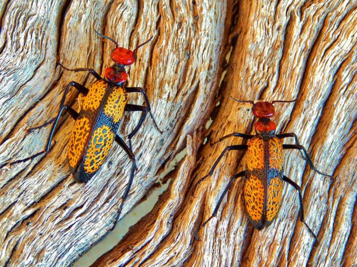 Two large yellow beetles with big red heads crawling over tree bark.