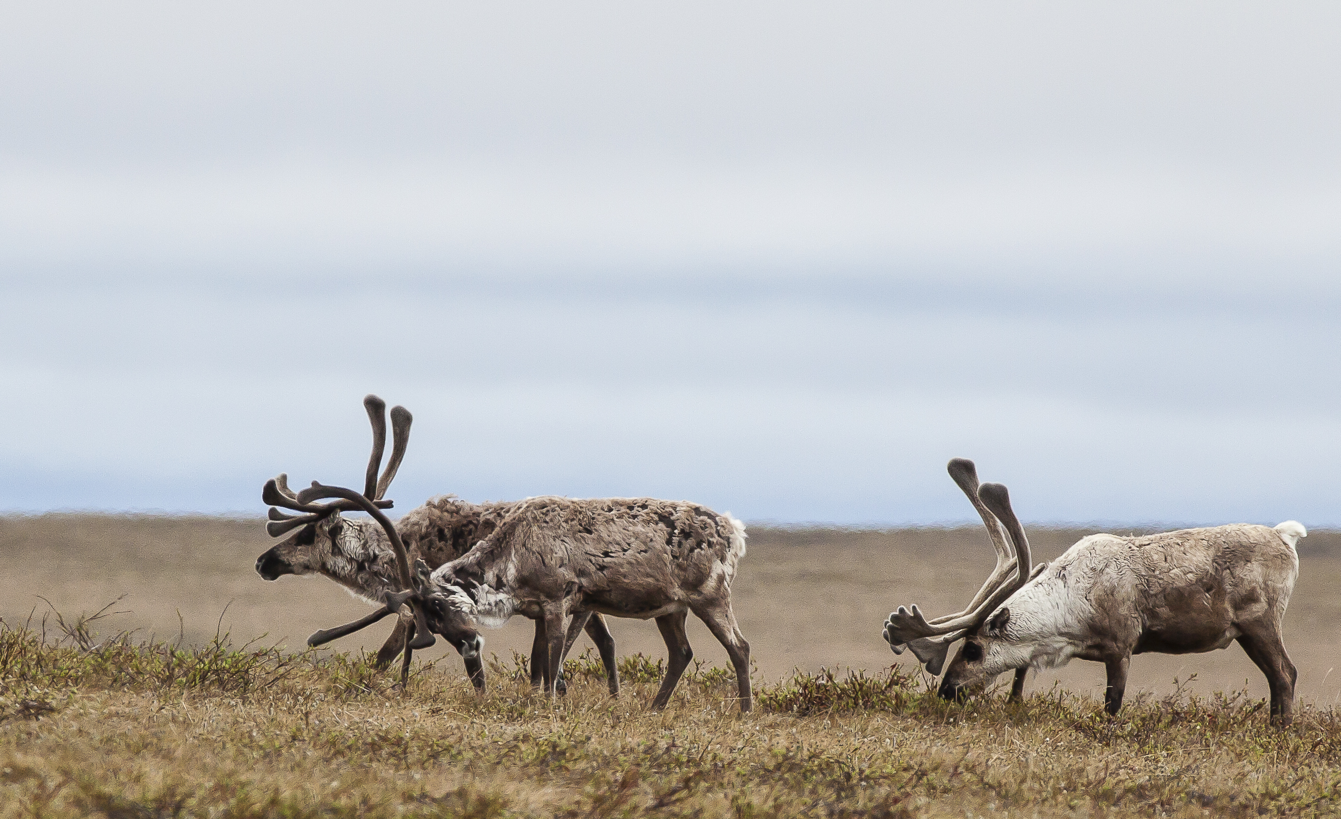 A few caribou grazing under a cloudy sky.