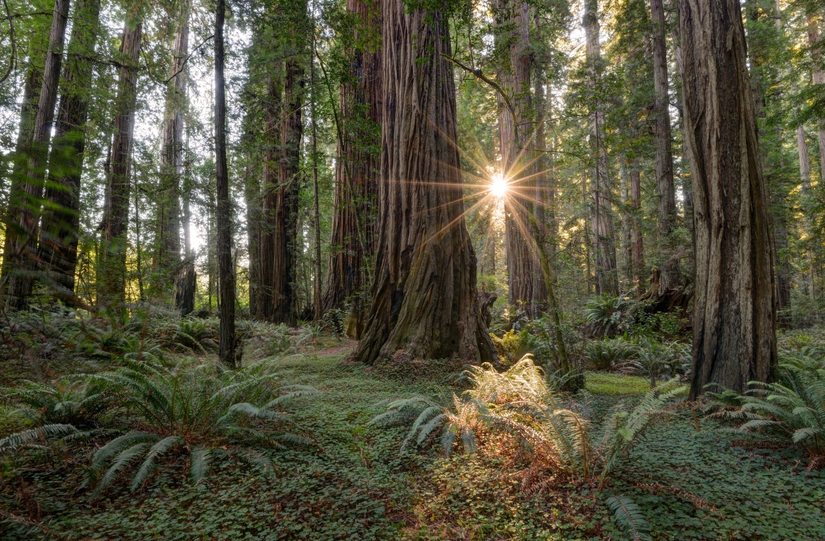 A bright sun shines through a dense forest of trees and ground covered in green vegetation.