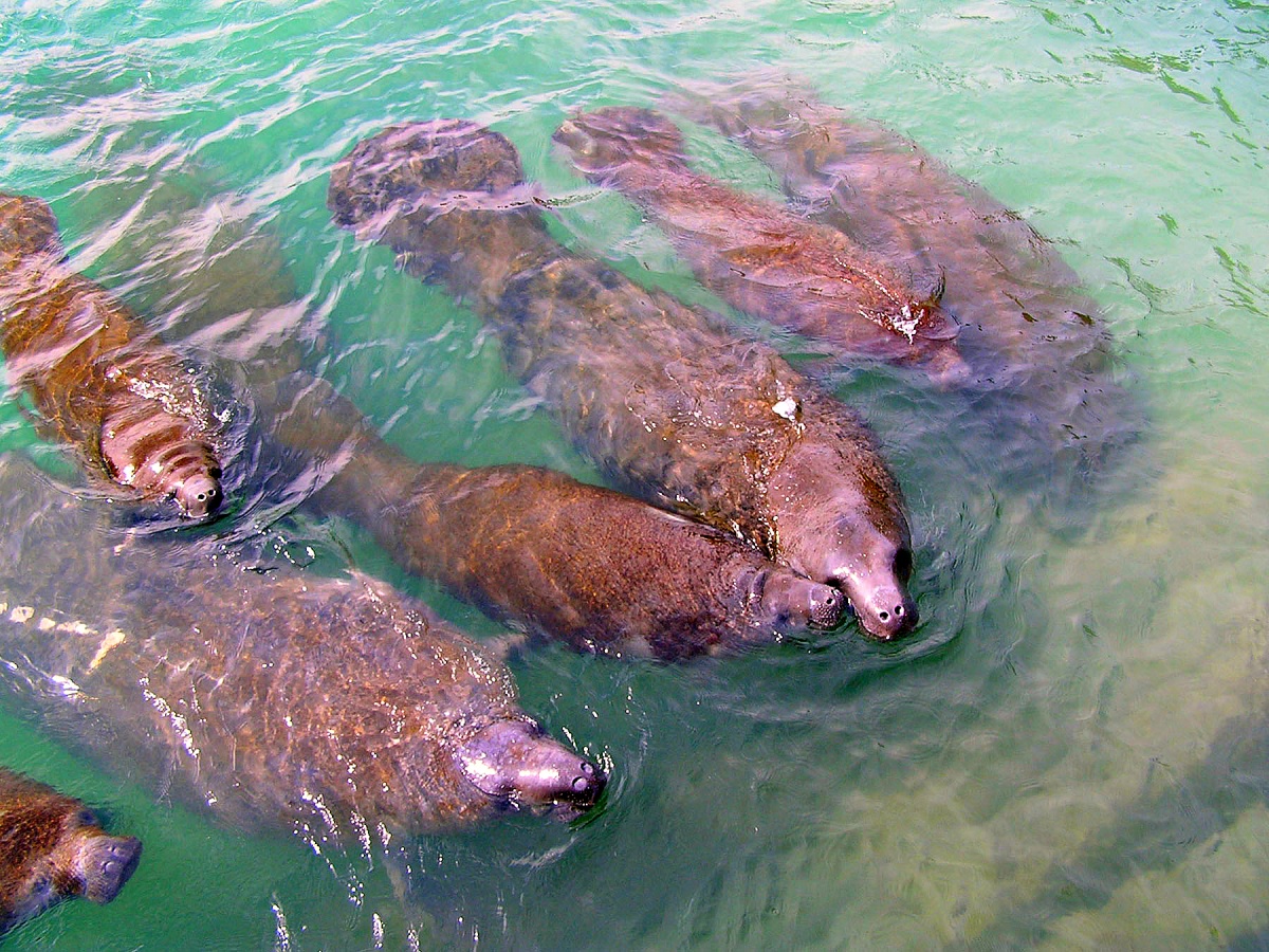 Seven manatees approaching the shore, two surfacing.