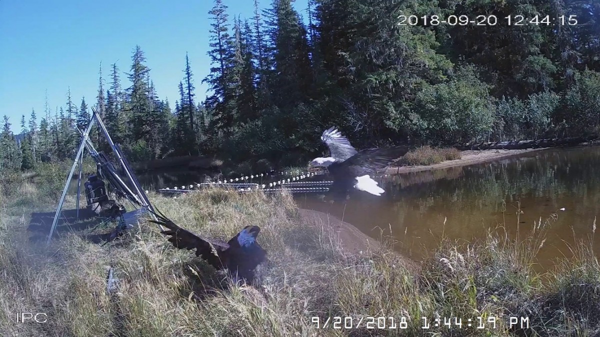 Photo of a pair of eagles battling over a salmon carcass near the Sitkoh Lake video weir, 2018.