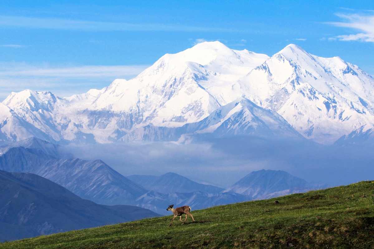 A lone caribou runs down a green hill in front of large snow covered mountains against a bright blue sky.