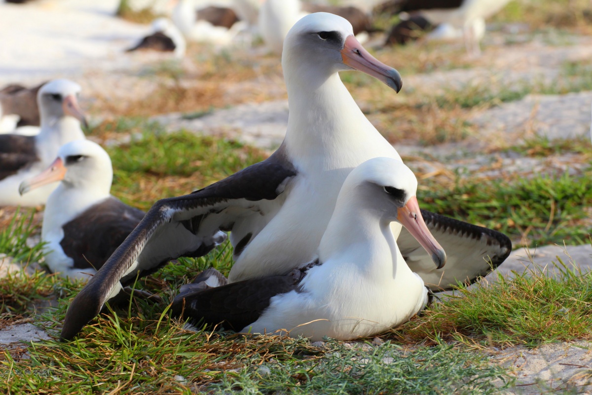 bird with mate