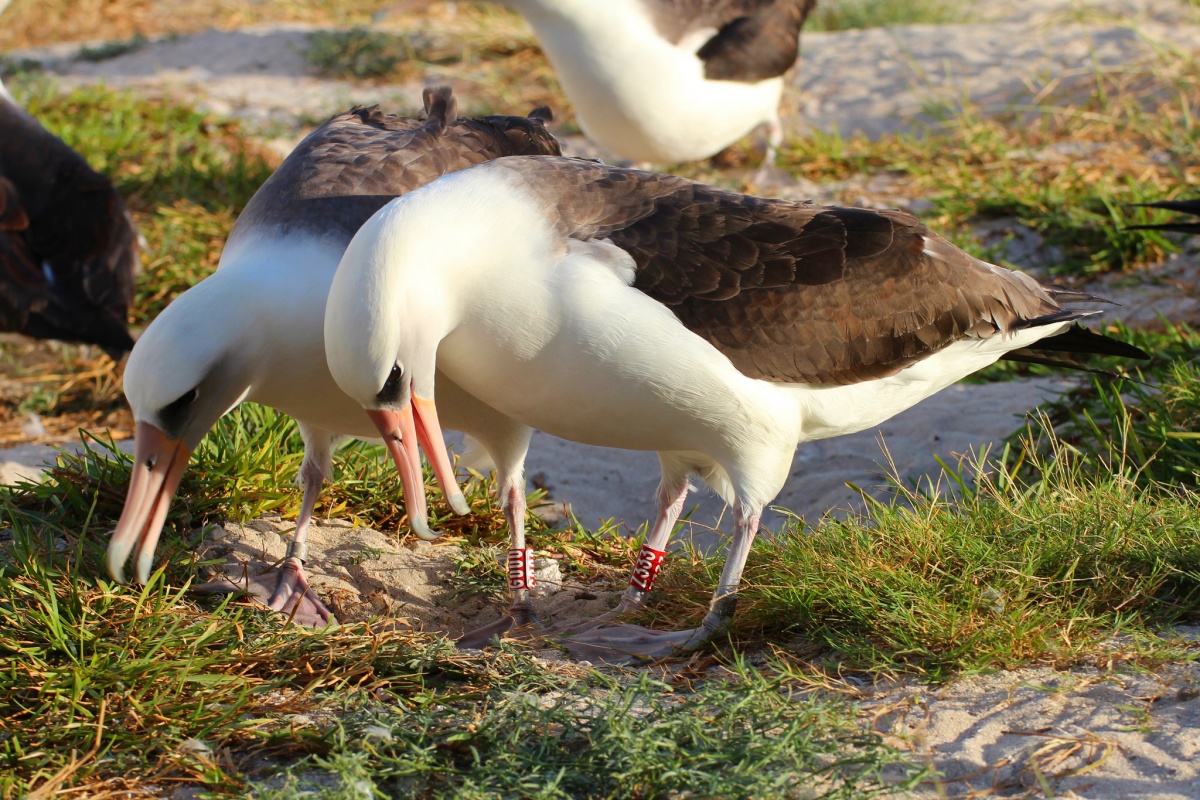 bird with mate