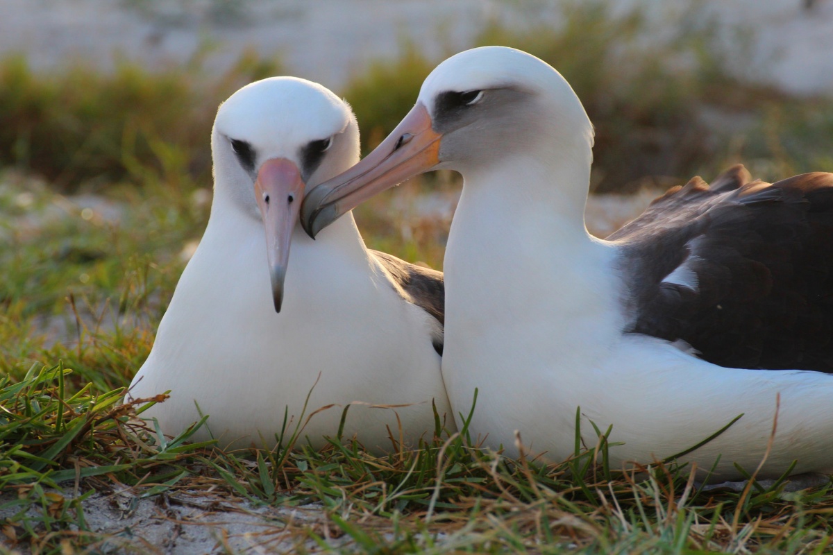 bird with mate