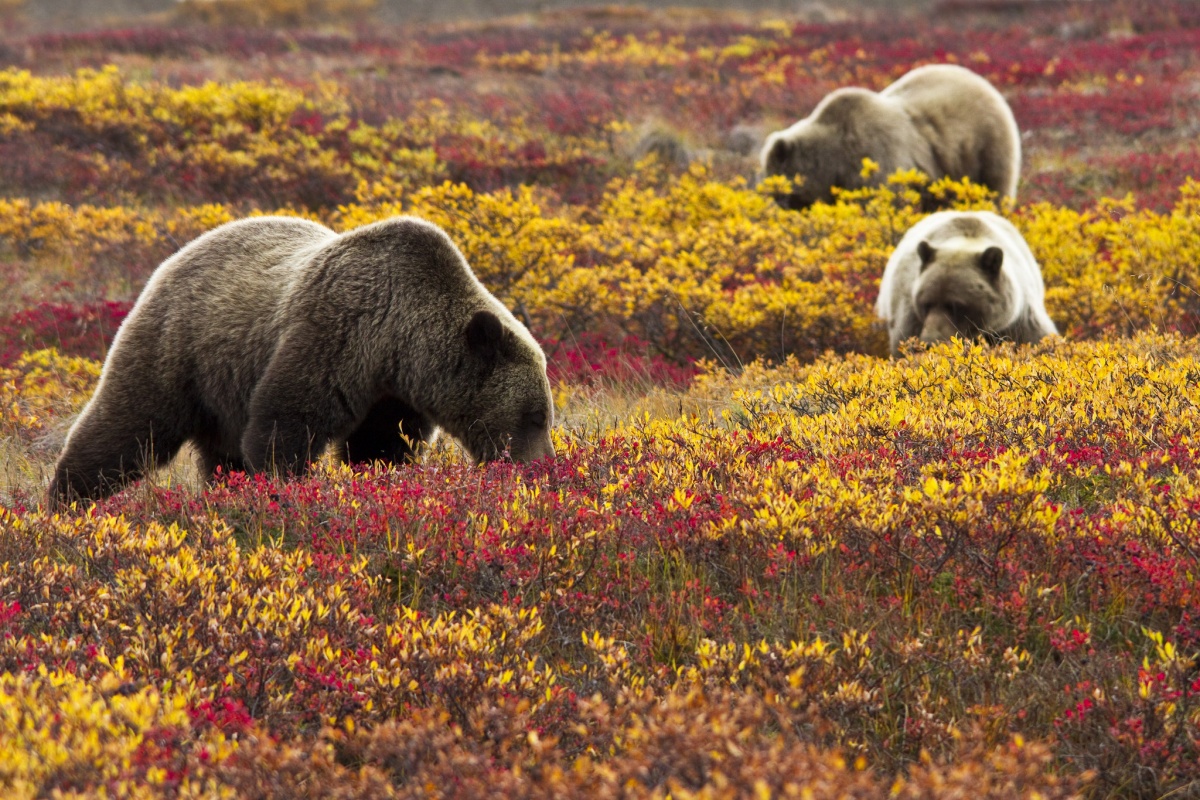 Three large grizzly bears sniff through fields of bright red, yellow, and orange flowers.